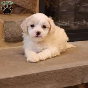 Stephen, Shih-Poo Puppy