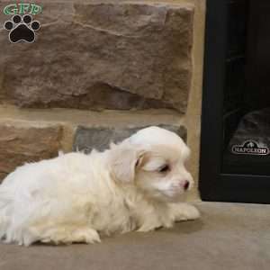 Stephen, Shih-Poo Puppy