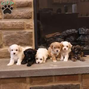 Sarah, Shih-Poo Puppy