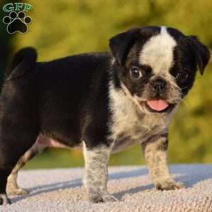 Sharon, Pug Puppy