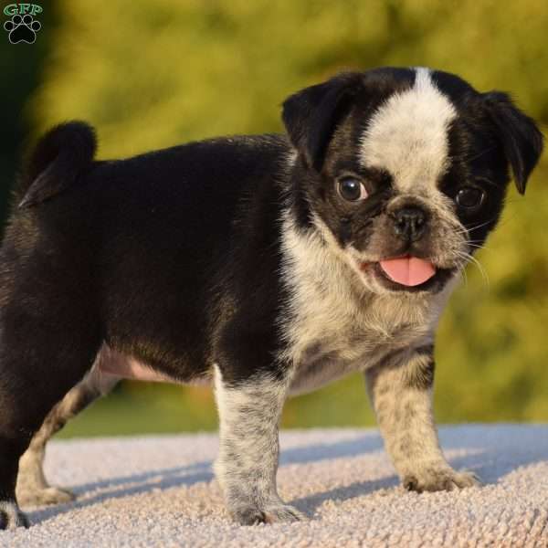 Sharon, Pug Puppy