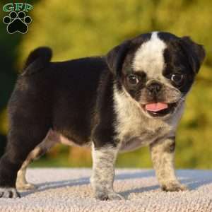 Sharon, Pug Puppy