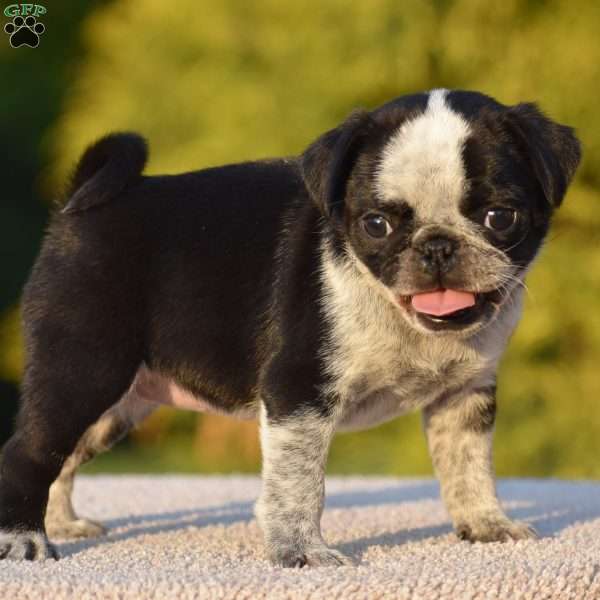 Sharon, Pug Puppy