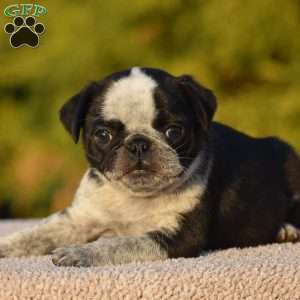 Sharon, Pug Puppy