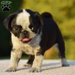 Sharon, Pug Puppy