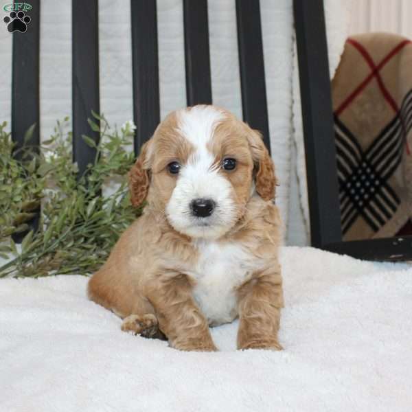 Fiasco, Mini Goldendoodle Puppy