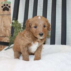 Fin, Mini Goldendoodle Puppy