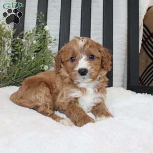 Frank, Mini Goldendoodle Puppy