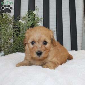 Freddy, Mini Goldendoodle Puppy