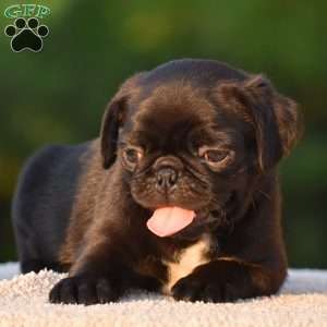 Spencer, Pug Puppy
