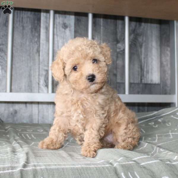Beth, Miniature Poodle Puppy