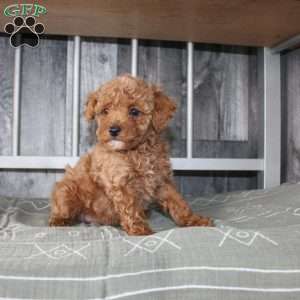 Barry, Miniature Poodle Puppy