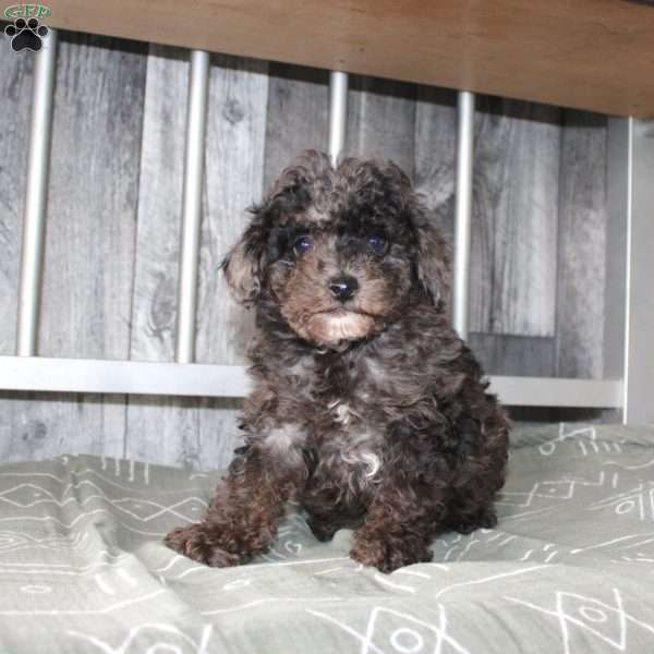 Bently, Miniature Poodle Puppy