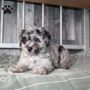 Becket, Miniature Poodle Puppy