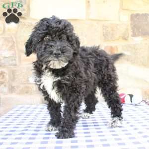 Jessie, Labradoodle Puppy