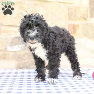 Jeff, Labradoodle Puppy