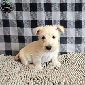 Scamp, Scottish Terrier Puppy