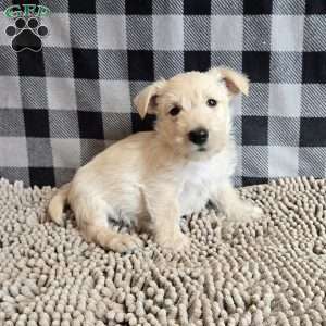 Scamp, Scottish Terrier Puppy