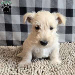 Scamp, Scottish Terrier Puppy