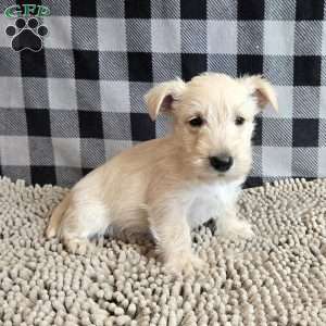 Scamp, Scottish Terrier Puppy