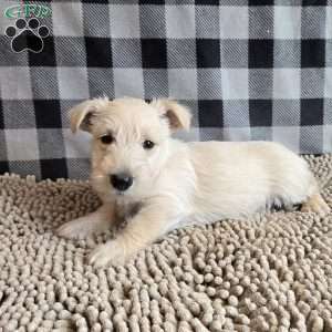 Scamp, Scottish Terrier Puppy