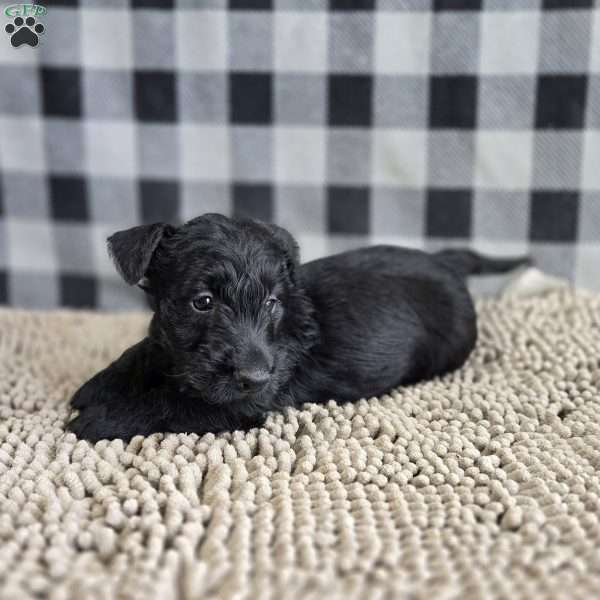 Shelly, Scottish Terrier Puppy