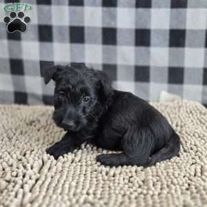 Shelly, Scottish Terrier Puppy