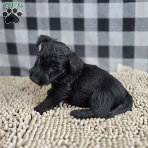 Shelly, Scottish Terrier Puppy