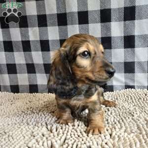Tanner, Dachshund Puppy