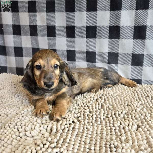 Tanner, Dachshund Puppy