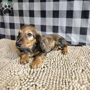 Tanner, Dachshund Puppy