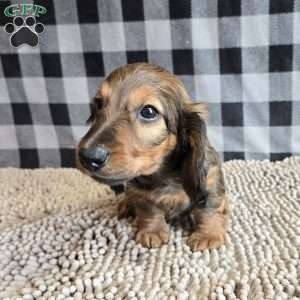 Tanner, Dachshund Puppy
