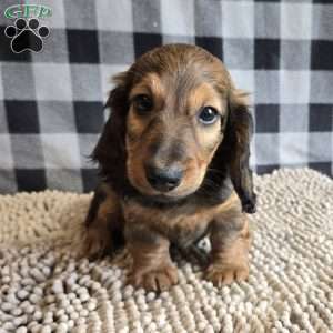Tanner, Dachshund Puppy