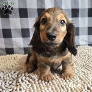Tanner, Dachshund Puppy