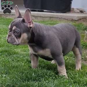 Big Mama, French Bulldog Puppy