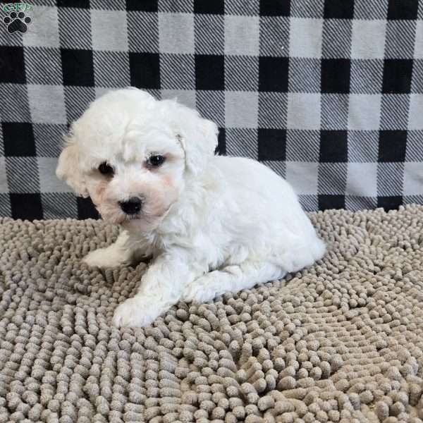 Benji, Bichon Frise Puppy