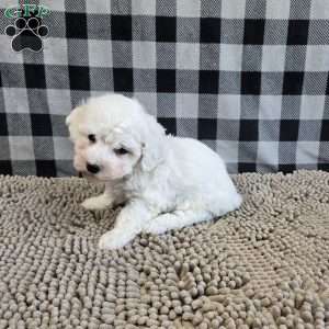 Benji, Bichon Frise Puppy