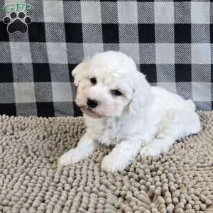 Benji, Bichon Frise Puppy