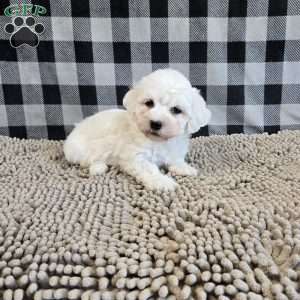 Benji, Bichon Frise Puppy