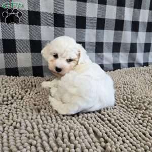 Benji, Bichon Frise Puppy