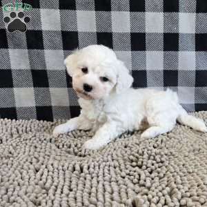 Benji, Bichon Frise Puppy