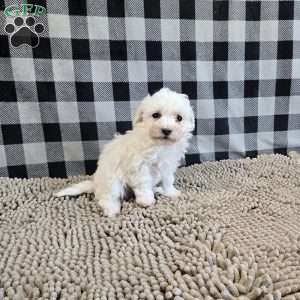 Blake, Bichon Frise Puppy
