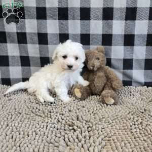 Blake, Bichon Frise Puppy