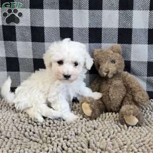 Blake, Bichon Frise Puppy