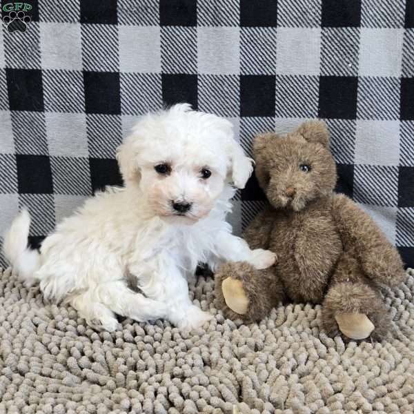 Blake, Bichon Frise Puppy