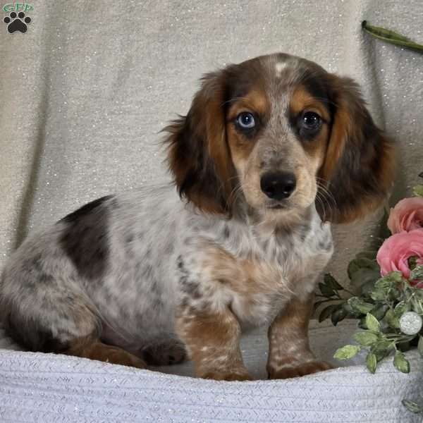Rascal, Dachshund Puppy