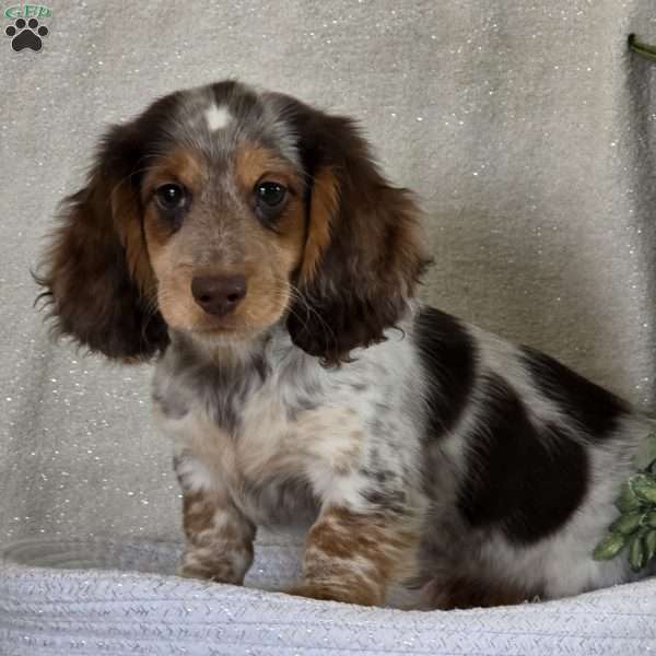 Ryder, Dachshund Puppy
