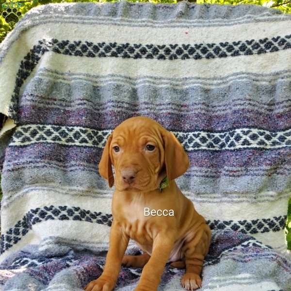 Becca, Vizsla Puppy