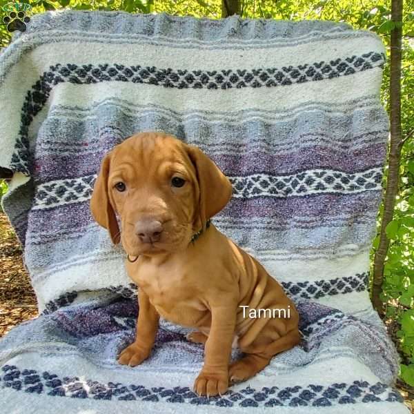 Tammi, Vizsla Puppy