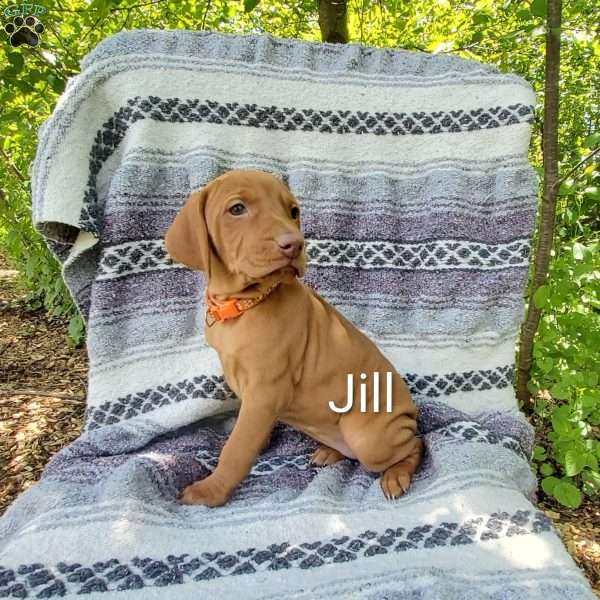 Jill, Vizsla Puppy